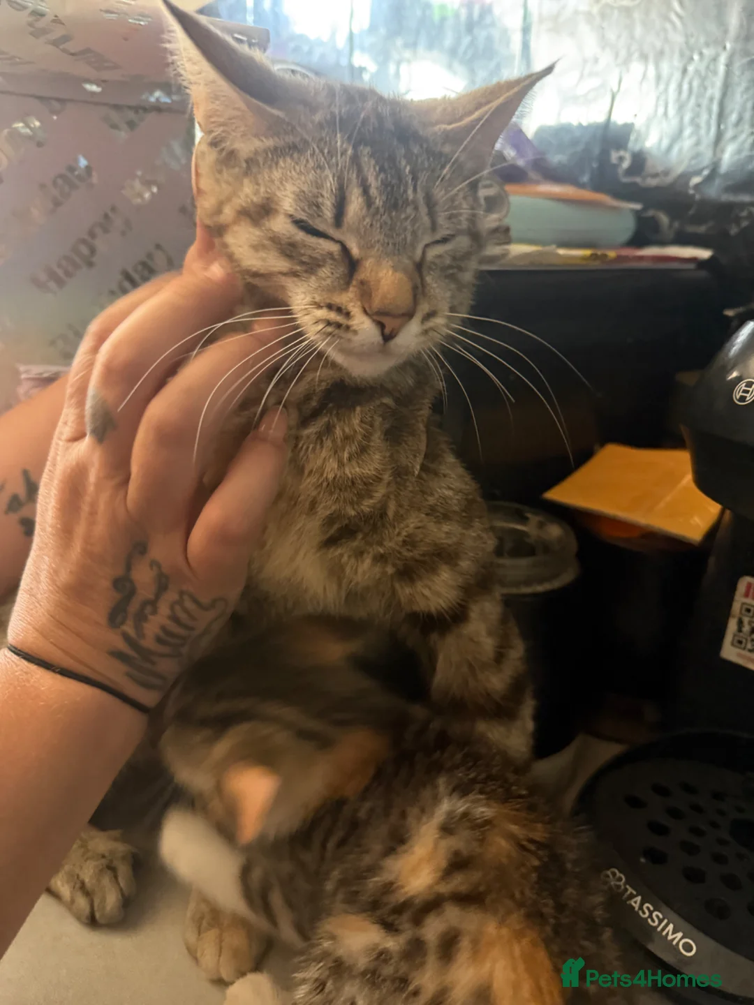 British Shorthair cats for sale: Tortoise Shell Female Kitten - 10 Weeks for Sale - Advert 10