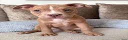 Mixed Breed dogs for sale: *READY NOW* Tri Pocket bully x Staffy Puppies  - Advert 4