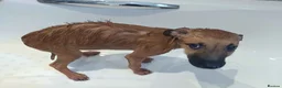 Lurcher dogs for sale: Beautiful Working Stock Female Lurcher Puppy - Advert 11