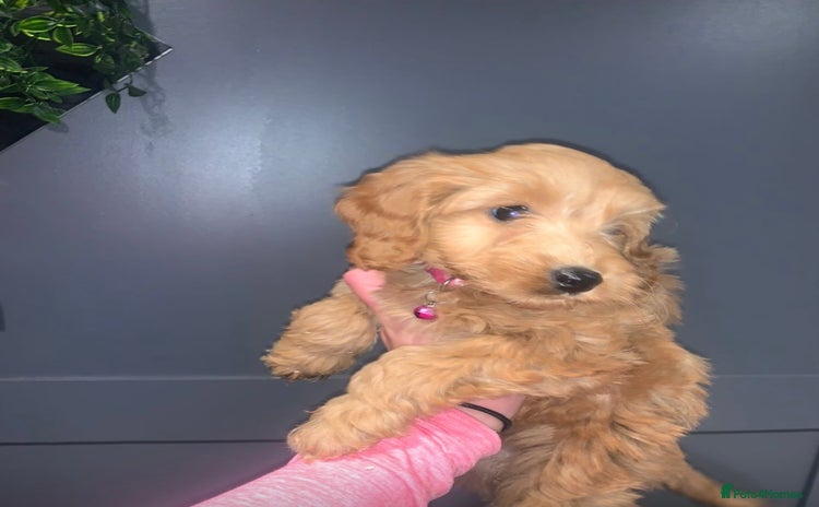 Mixed Breed dogs - Advert 6