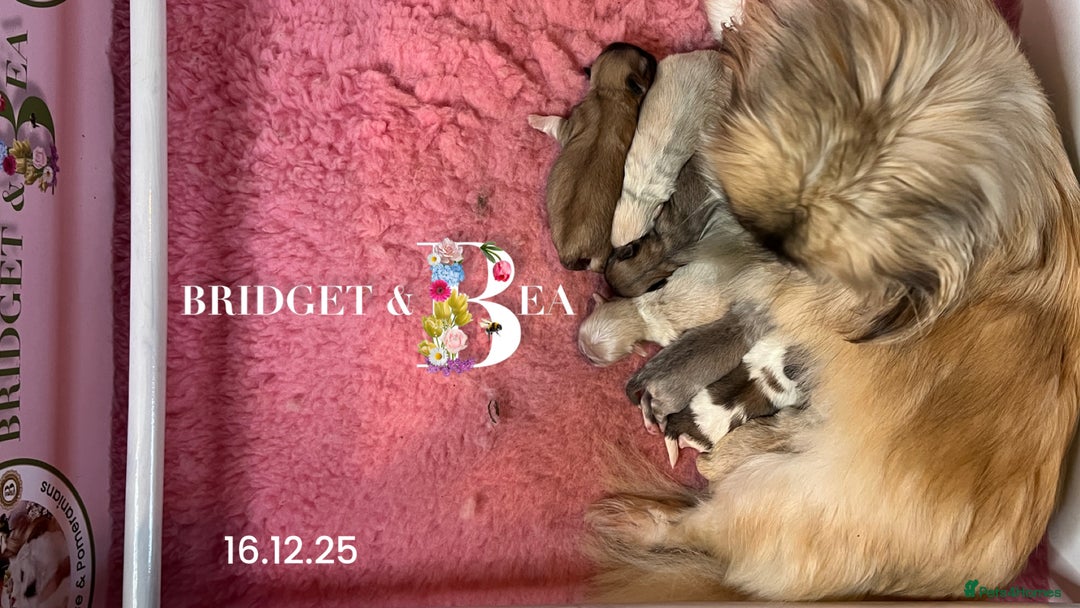 Pekingese dogs for sale: 🩷QUALITY BOYS & GIRLS🩵 - Advert 26