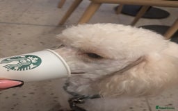 Cockapoo dogs for sale: STUNNING F1 COCKAPOO PUPPIES - Image 2