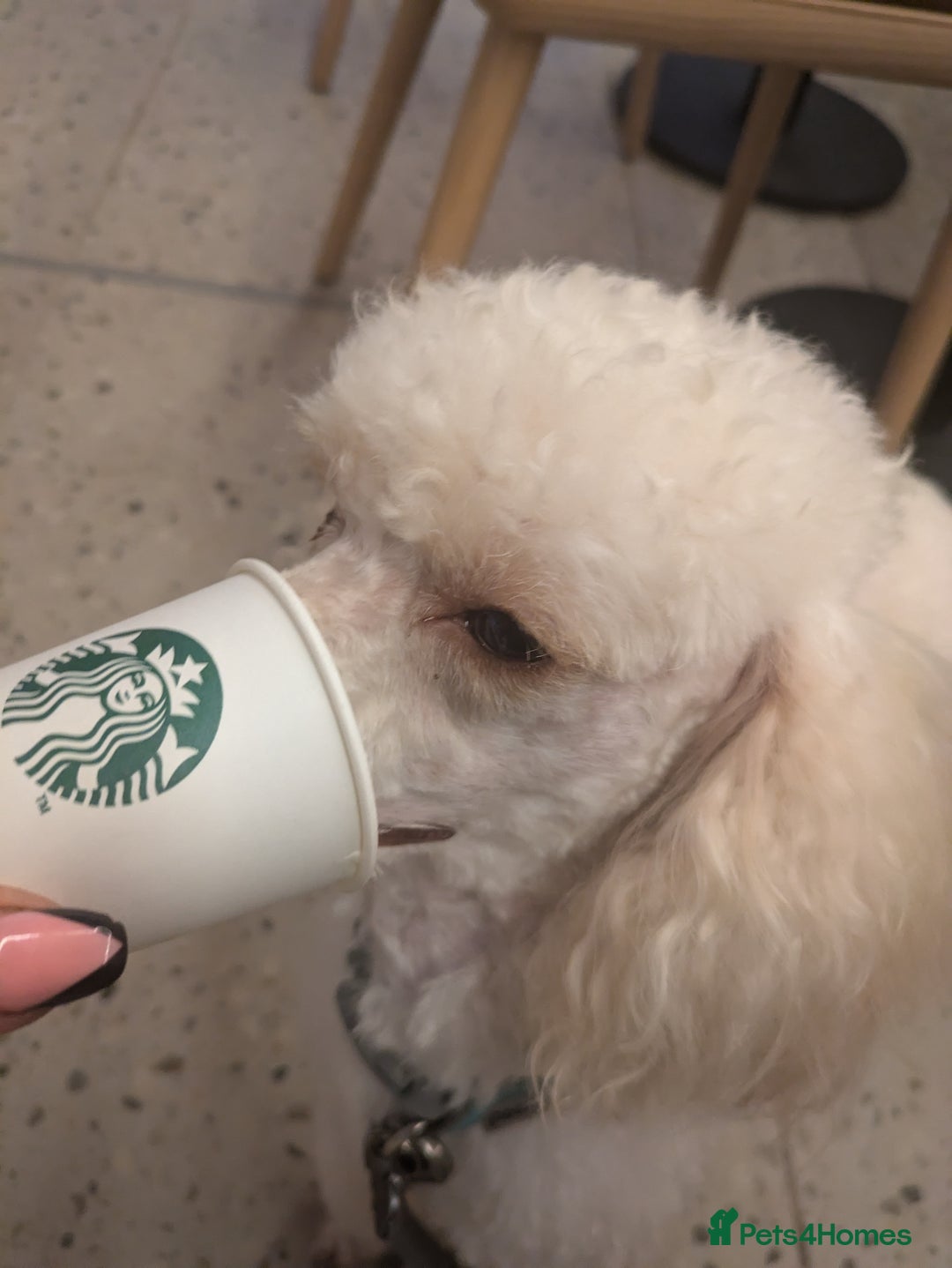 Cockapoo dogs for sale: STUNNING F1 COCKAPOO PUPPIES - Image 2