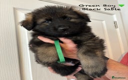German Shepherd dogs for sale: K.C German Shepherd Puppies  - Image 5