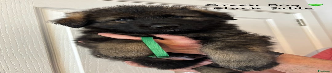 German Shepherd Puppy 3