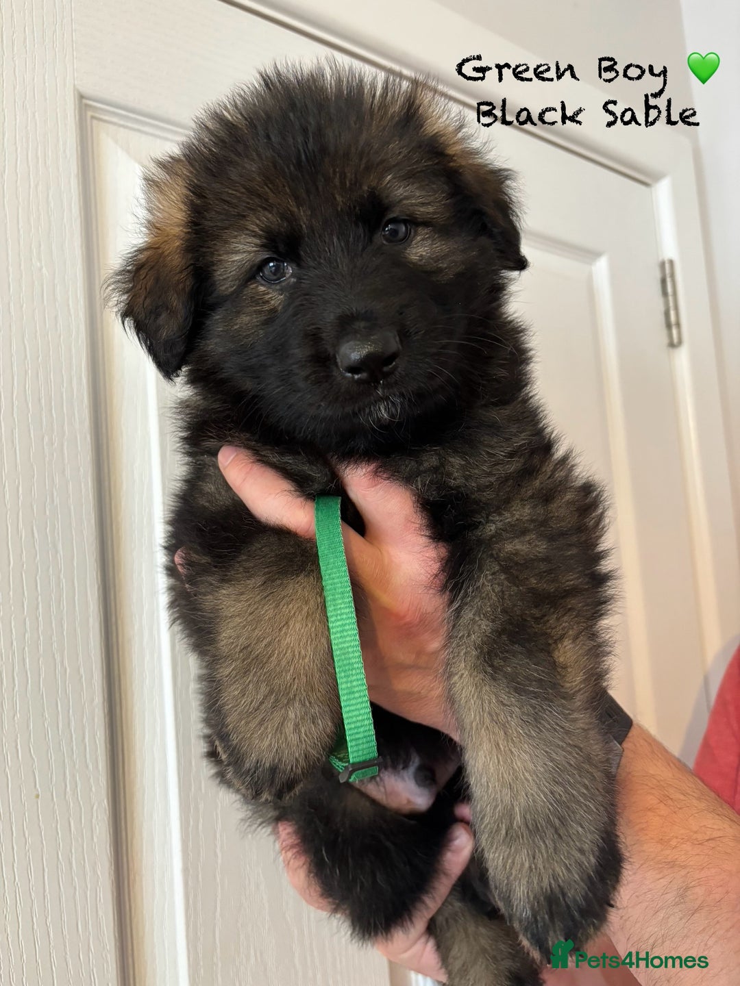 German Shepherd dogs for sale: K.C German Shepherd Puppies  - Image 5