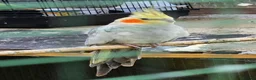 Cockatiels birds for sale: Mr mriss - Advert 13