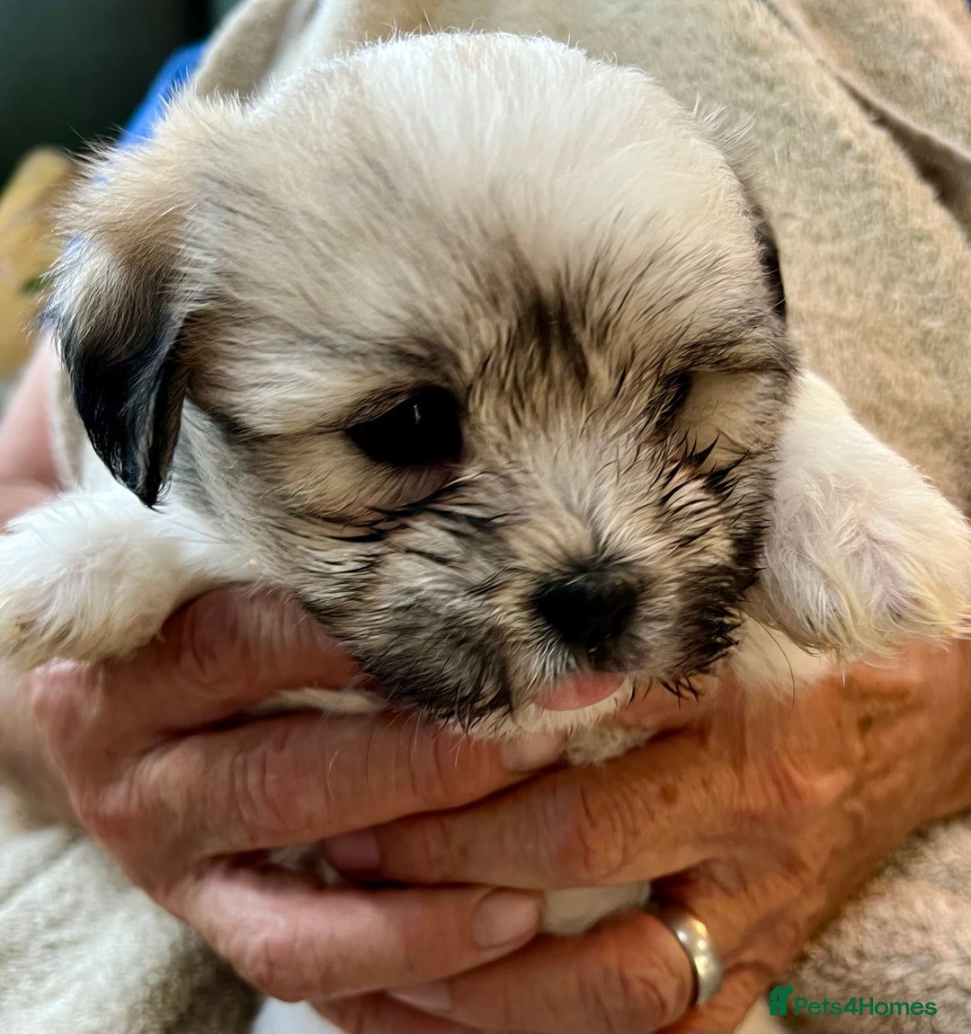 Coton De Tulear dogs for sale: Beautiful Coton de Tulear Puppies - Image 13