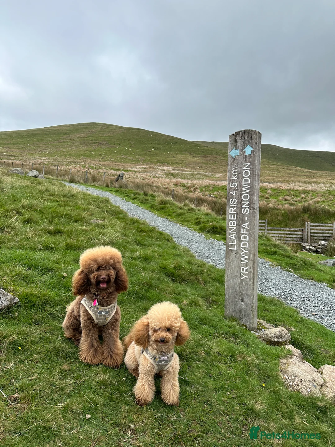 Toy Poodle dogs for sale: Two toy poodles  - Advert 1