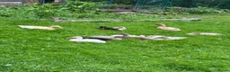 Ducks poultry for sale: Indian Runner Ducklings  - Advert 3