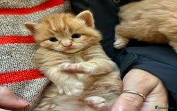 Ragdoll cats for sale: Tabby Ragdoll Kittens ❤️‍🔥 - Advert 5