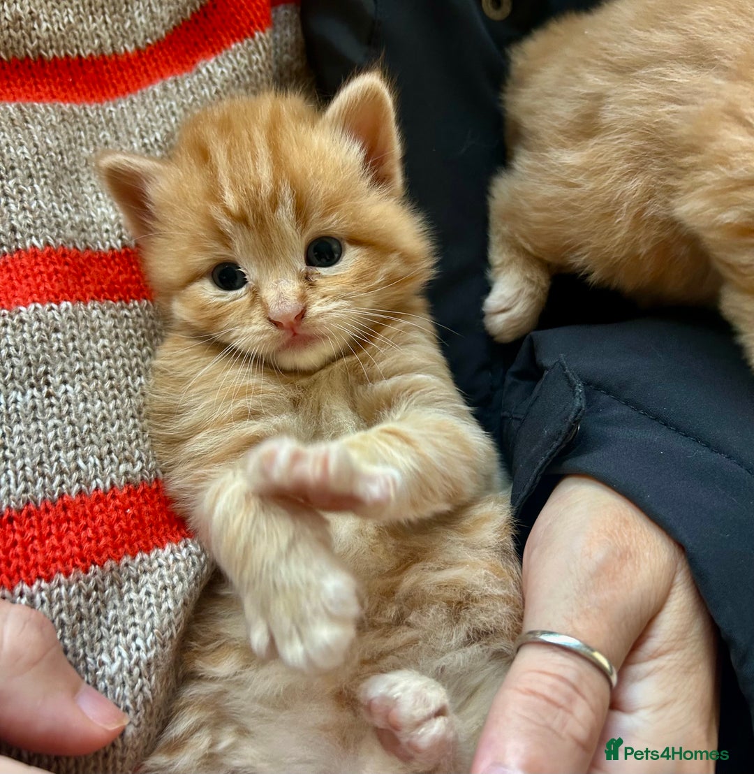 Ragdoll cats for sale: Tabby Ragdoll Kittens ❤️‍🔥 - Advert 5