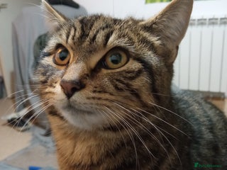 Mixed Breed cats Mixed Breed Male Brown Tabby - Advert 1