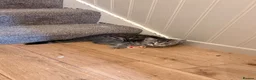 Mixed Breed cats for sale: Kitten for new home - Advert 3