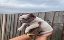 French Bulldog dogs for sale: Beautiful French bulldogs  - Image 8