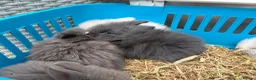 Lionhead rabbits for sale: Double mane lion lead bunny’s for sale  - Advert 6