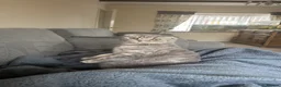 Scottish Fold cats for sale: Stunning Scottish Fold  - Advert 9