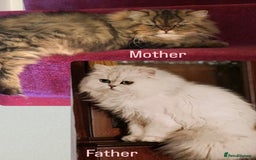 Persian cats for sale: 🎀4 BOYS LEFT!! 🎀Persian Chinchilla Kittens 💎 - Image 2