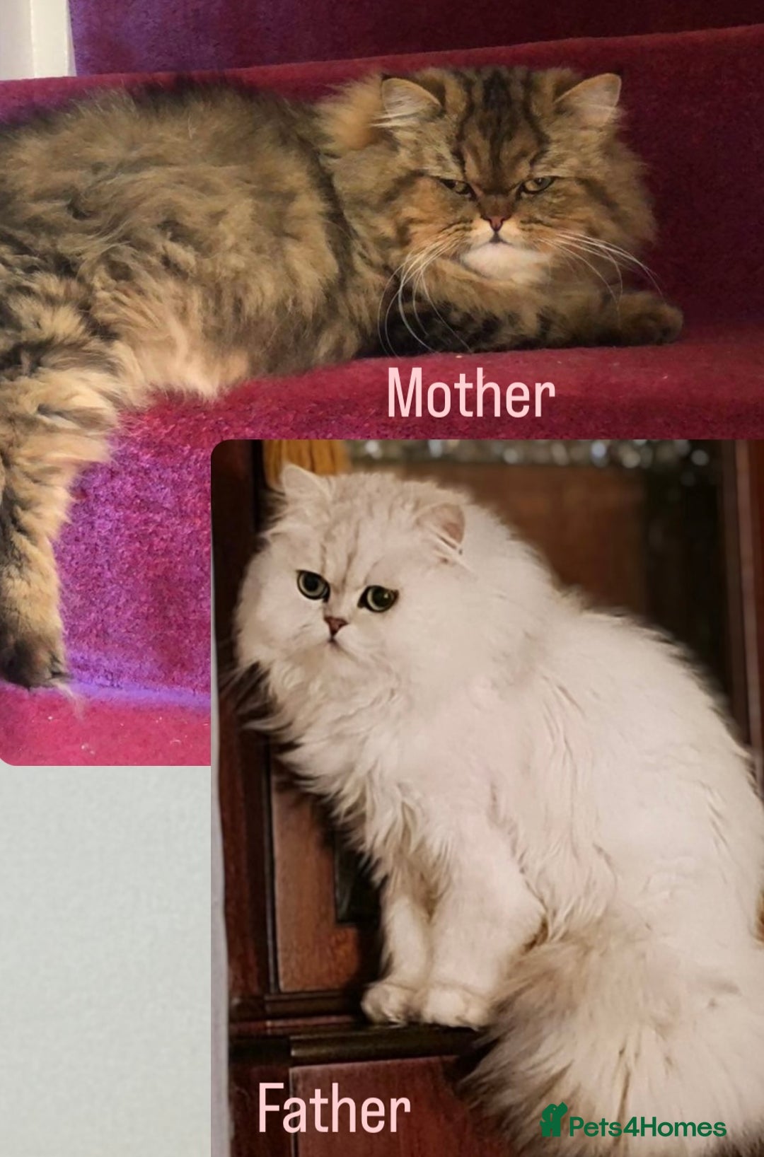 Persian cats for sale: 🎀4 BOYS LEFT!! 🎀Persian Chinchilla Kittens 💎 - Image 2