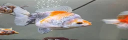 Fancy Goldfish fish for sale: Ryukin fry for sale  - Advert 7