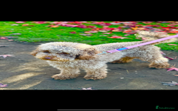 Miniature Poodle dogs for sale: Miniature poodle puppies DUE 8th DEC - Image 3