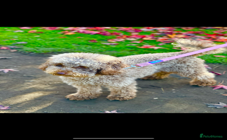 Miniature Poodle dogs - Advert 9