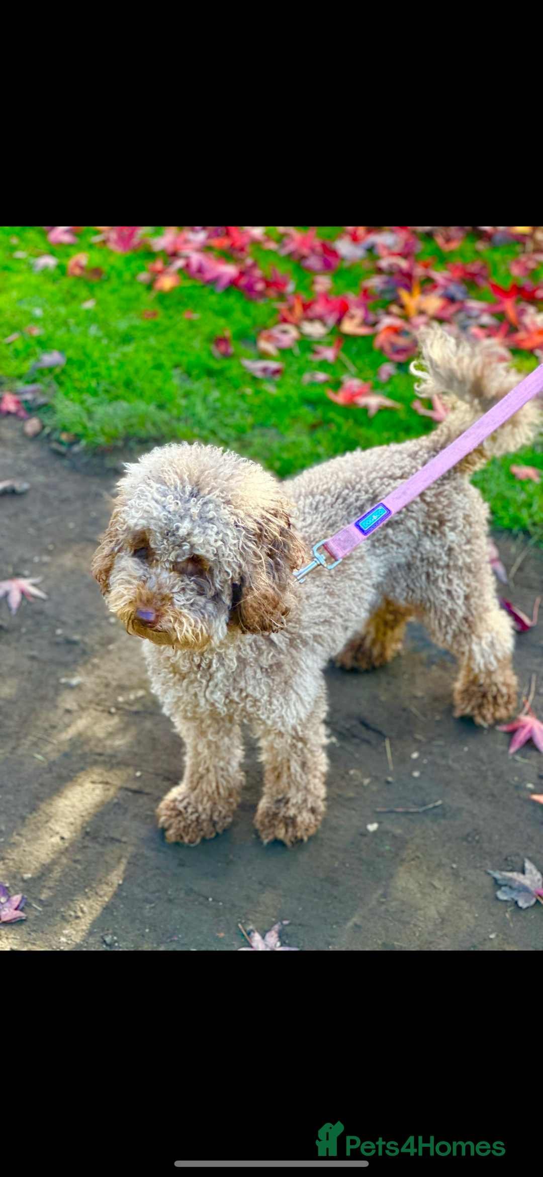 Miniature Poodle dogs for sale: Miniature poodle puppies DUE 8th DEC - Image 3