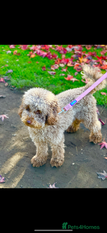 Miniature Poodle dogs - Advert 1