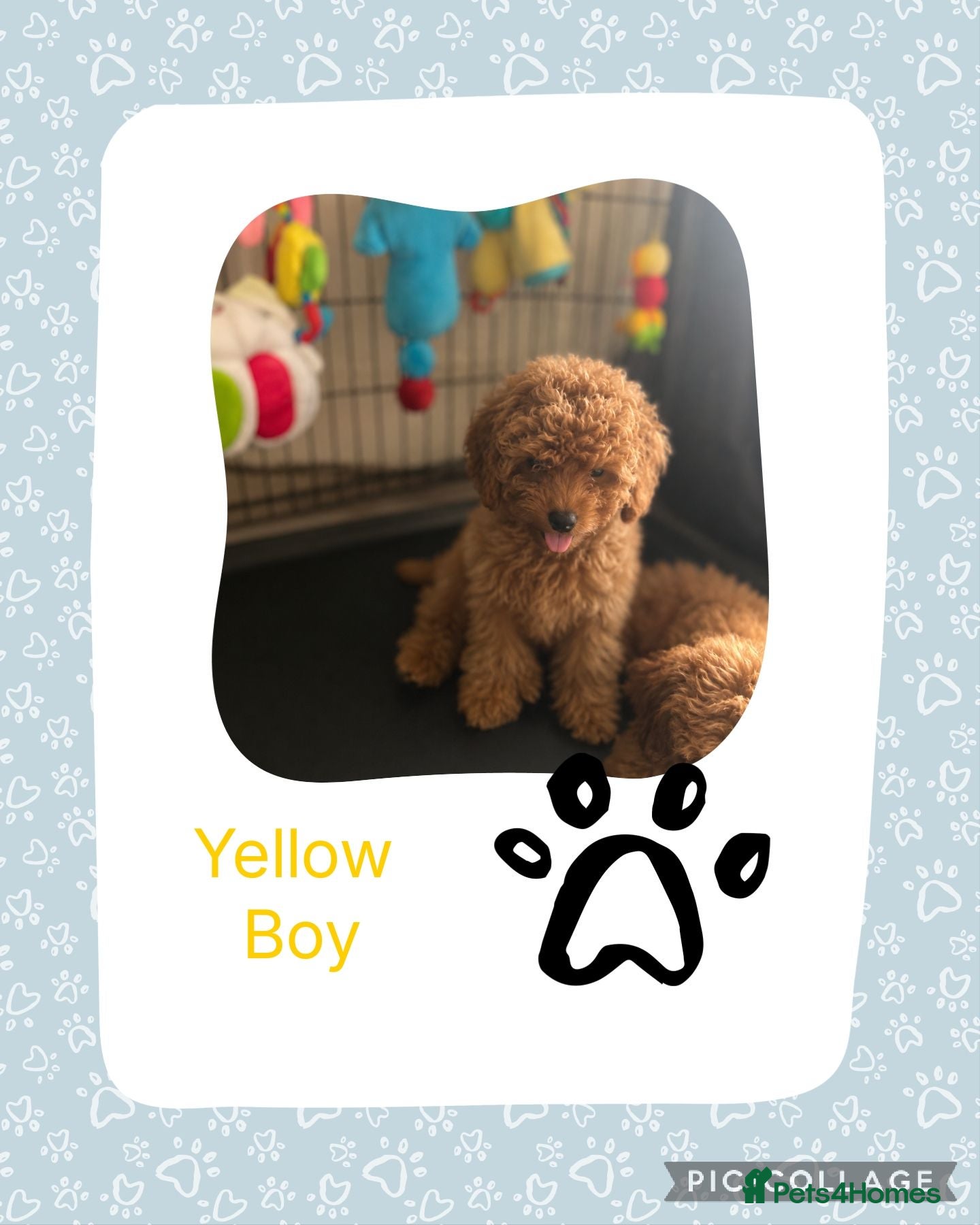 Cavapoo dogs 5* Cavapoo Puppies - Advert 2