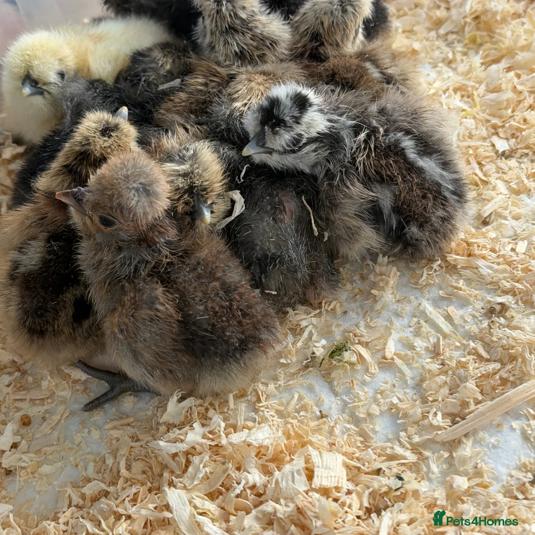 Chickens poultry for sale: Silkie chicks  - Advert 10