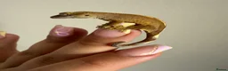Gecko reptiles for sale: Baby crested gecko’s  - Advert 19