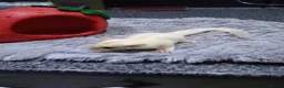 Sugar Glider rodents for sale: Stunning platinum baby boy  - Advert 4