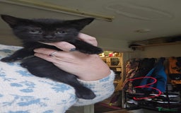 Mixed Breed cats for sale: 3 all black kittens  - Image 3