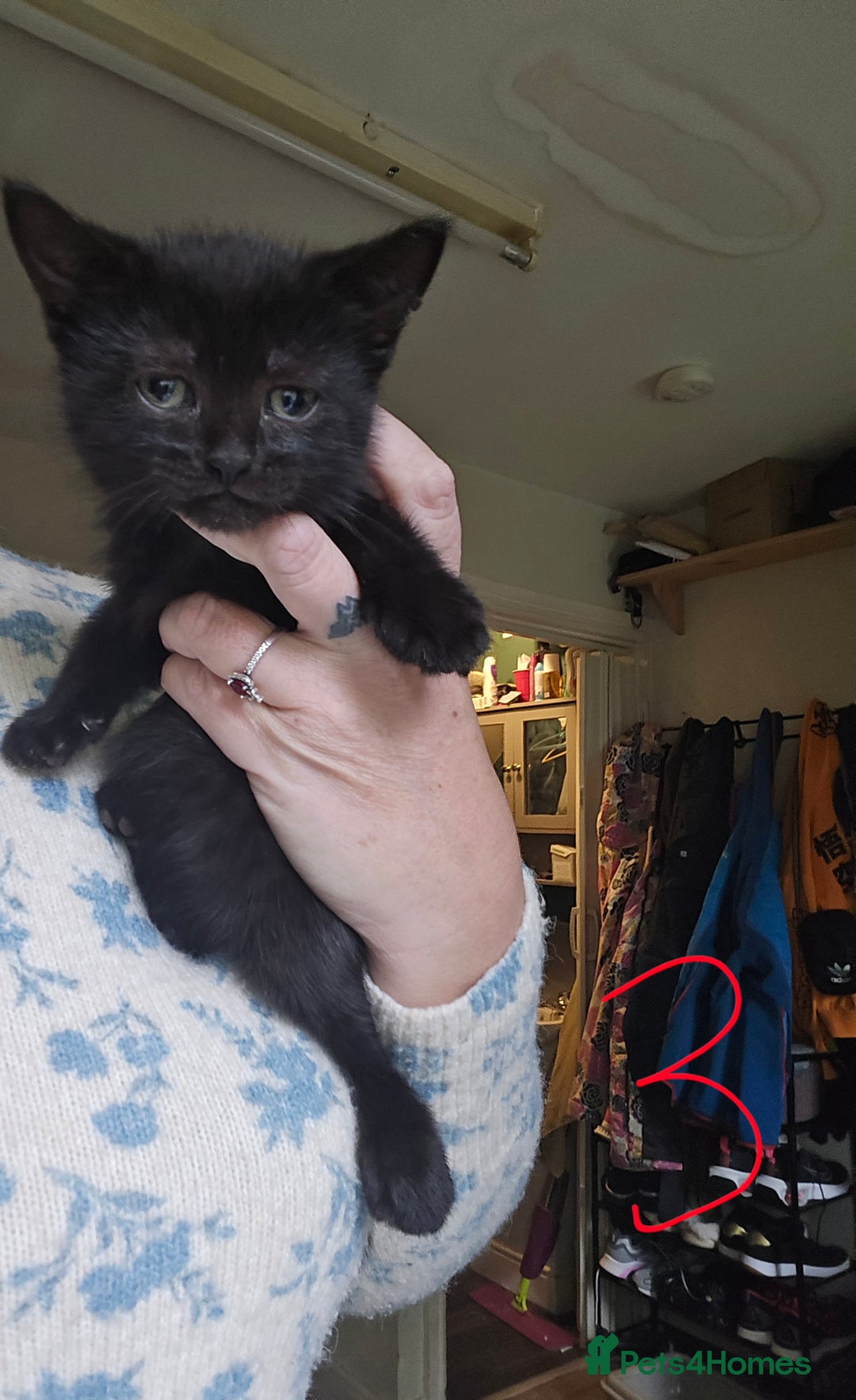 Mixed Breed cats for sale: 3 all black kittens  - Image 3