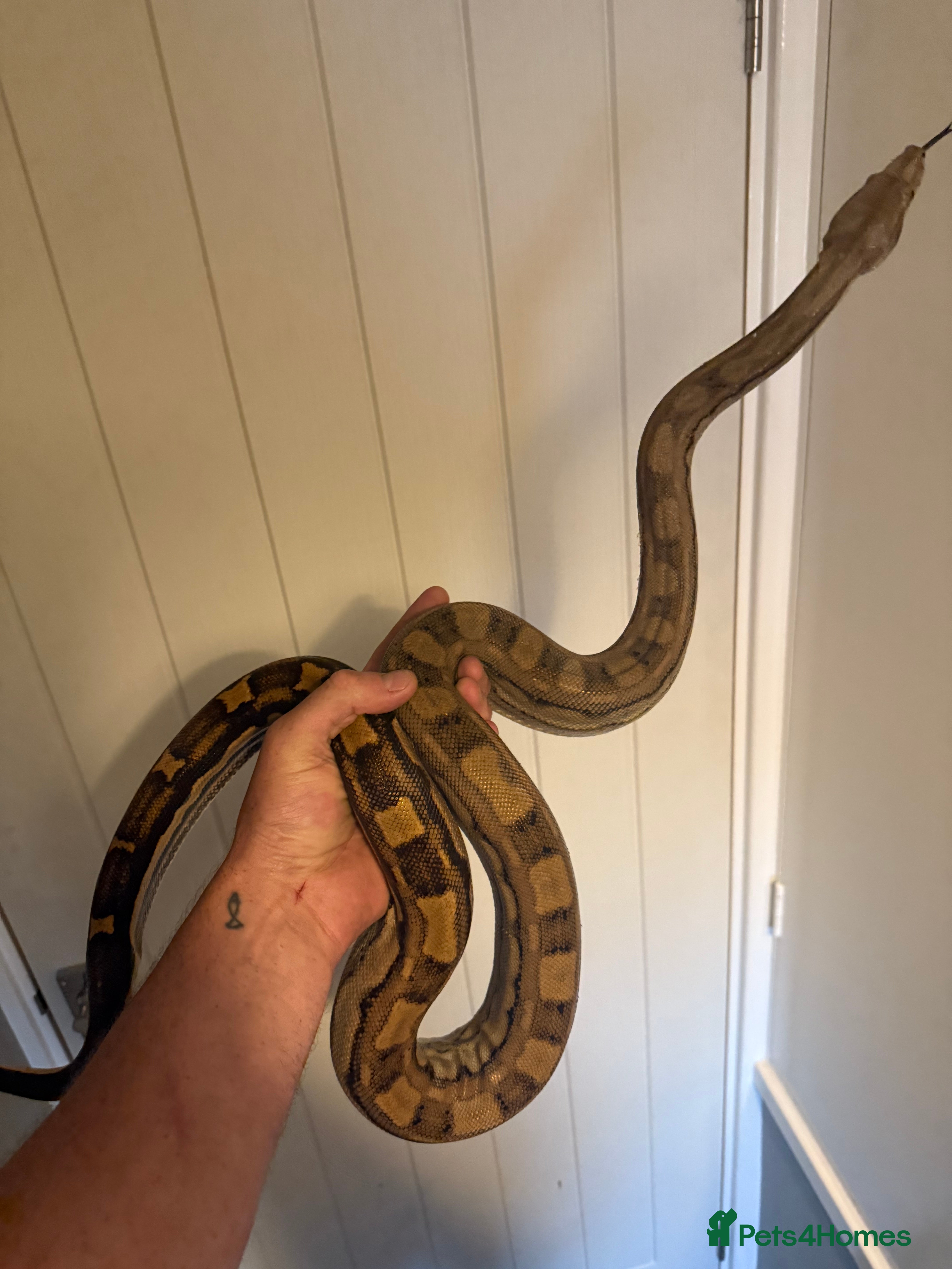 Boa Snake reptiles Amazing boas for sale  - Advert 2