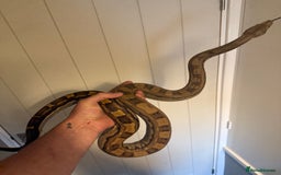 Boa Snake reptiles for sale: Amazing boas for sale - Image 2