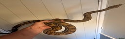 Boa Snake reptiles for sale: Amazing boas for sale - Advert 4
