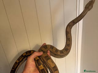 Boa Snake reptiles Amazing boas for sale - Advert 2