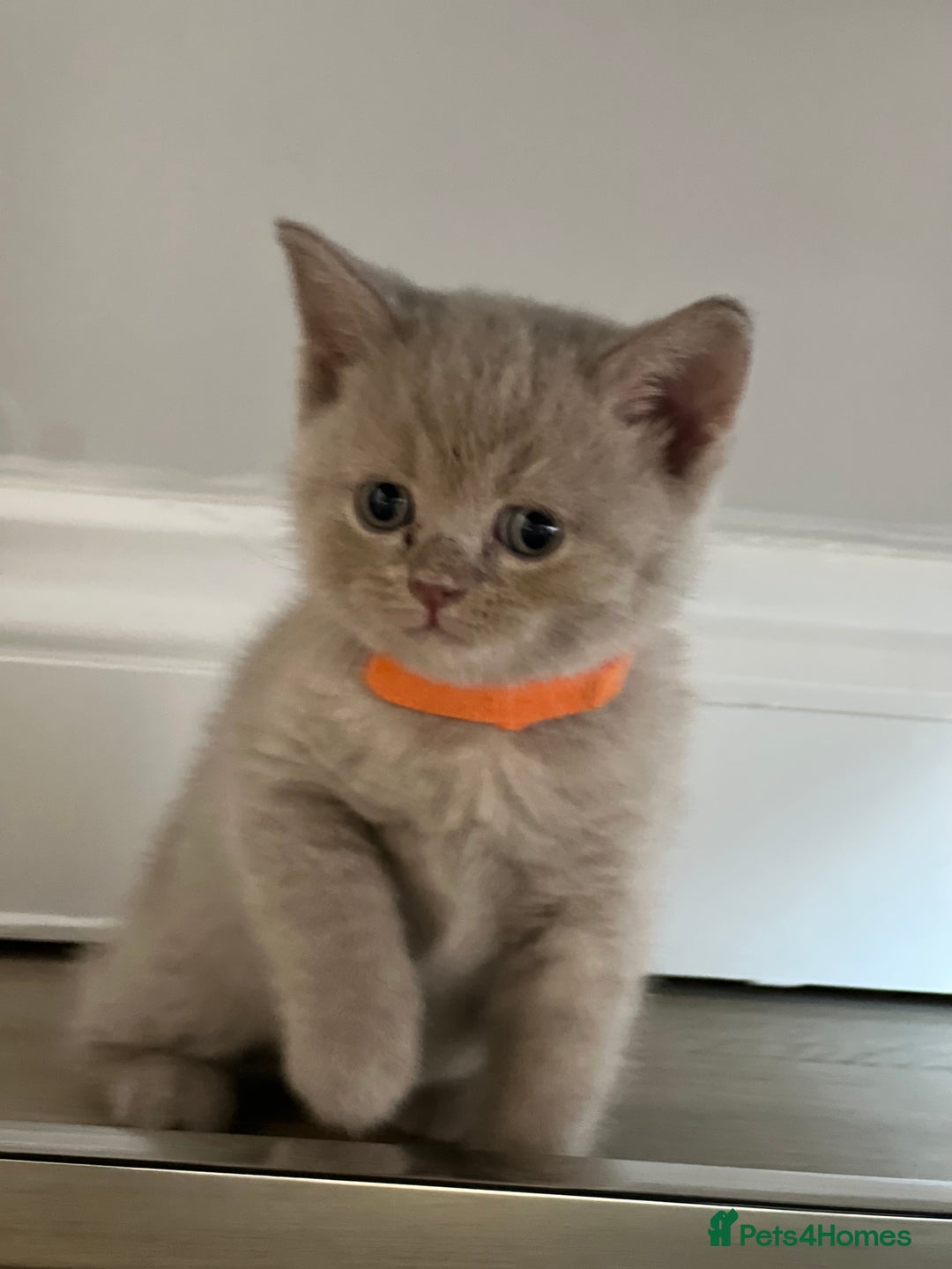 British Shorthair cats for sale: 🏆Grand Champion Sired GCCF BritishShorthair 1left - Image 23
