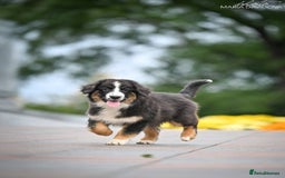 Miniature American Shepherd dogs for sale: miniature American shepherd - Image 7