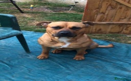 American Bull Staffy dogs for sale: american staffy  - Image 1