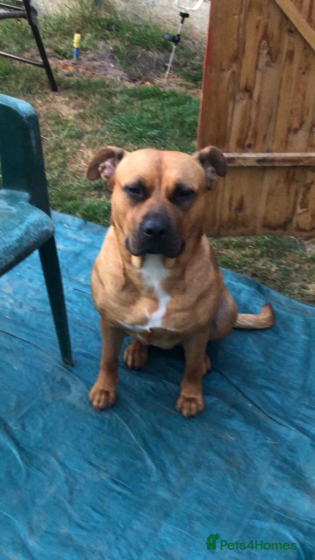 American Bull Staffy dogs for sale: american staffy  - Image 1