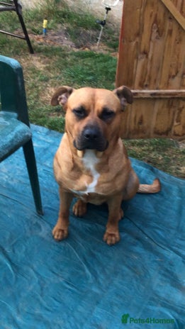 American Bull Staffy dogs - Advert 5