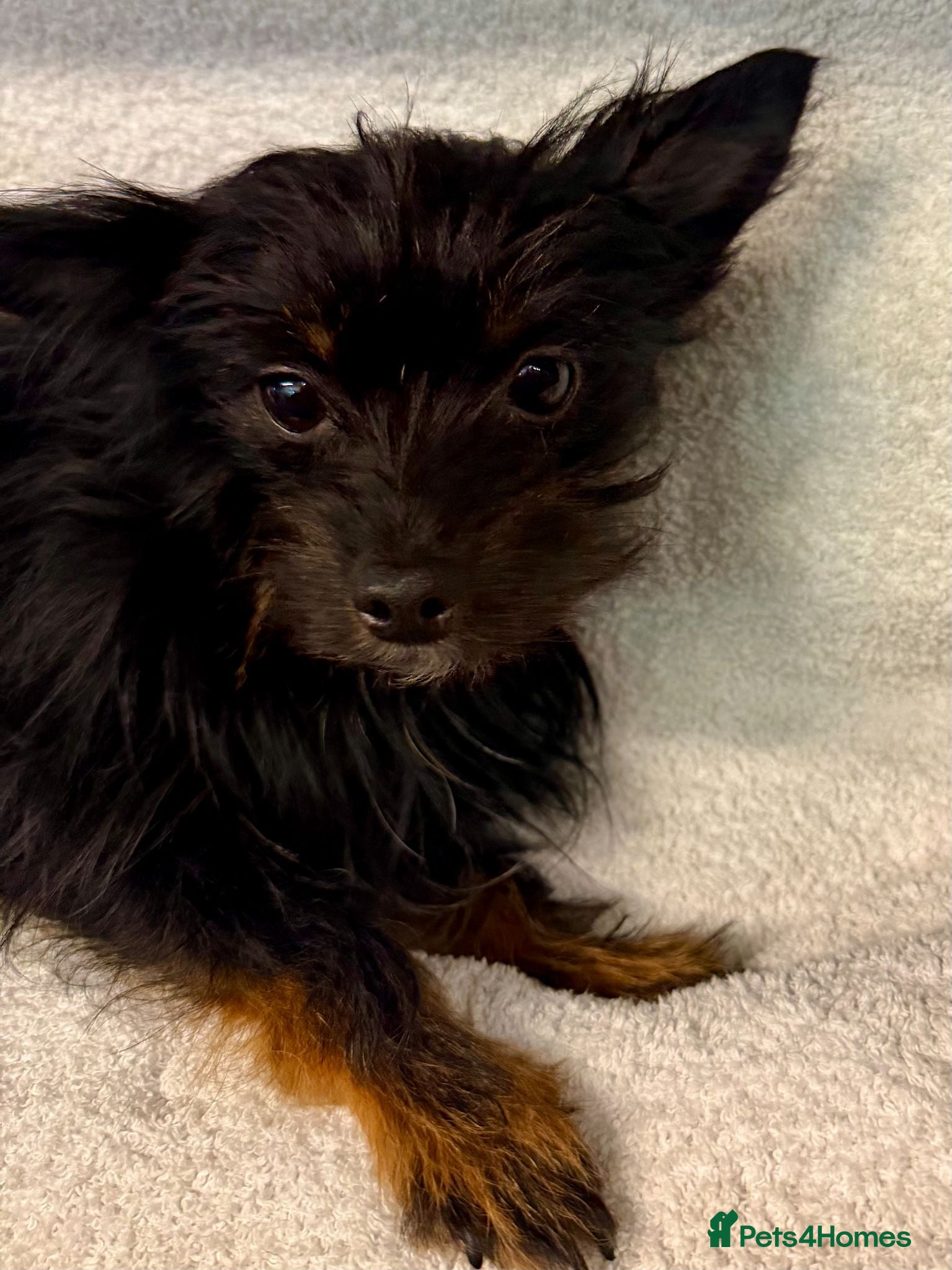 Yorkshire Terrier dogs SCOUT – Tiny Yorkshire Terrier - Advert 1