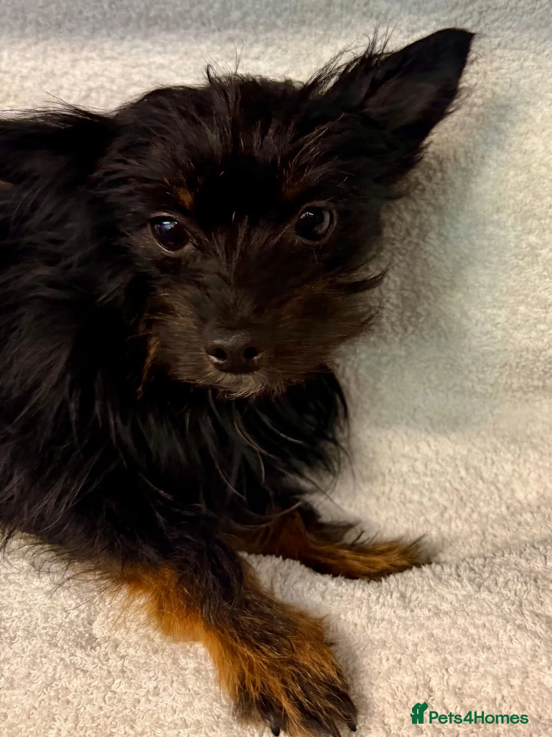 Yorkshire Terrier dogs for adoption: SCOUT – Tiny Yorkshire Terrier - Advert 1