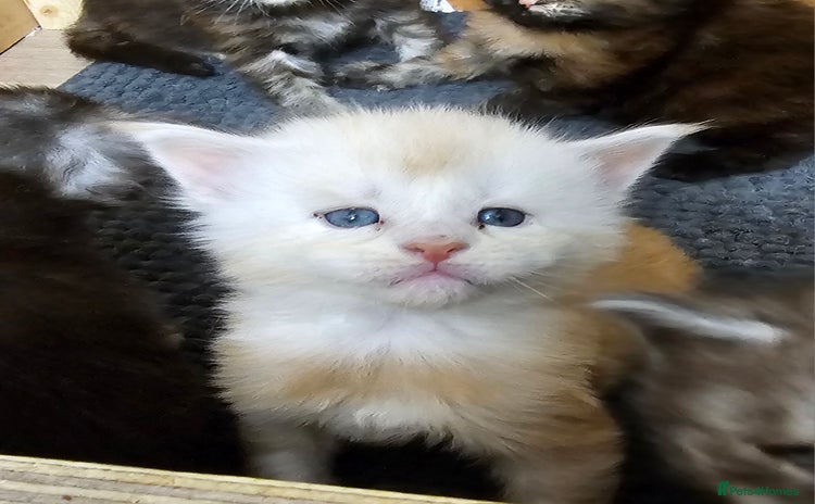 Maine Coon cats - Advert 1
