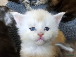 Maine Coon cats - Advert 2