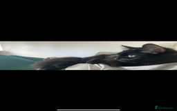 Bombay cats for sale: Long hair female Bombay black cat - Image 3