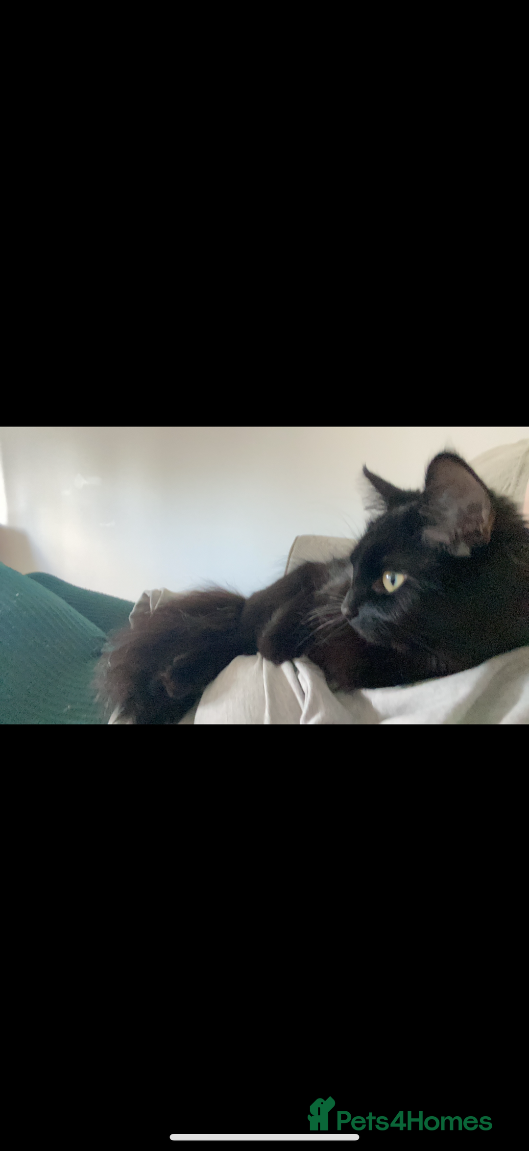 Bombay cats for sale: Long hair female Bombay black cat - Image 3