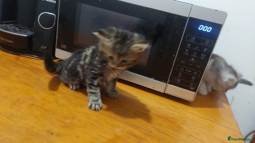 Mixed Breed cats for sale: Kittens for sale  - Image 4